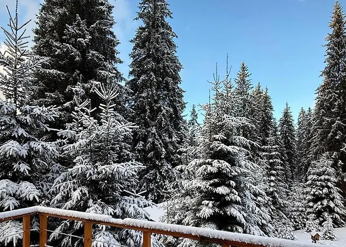 Savanna Mountain Forest